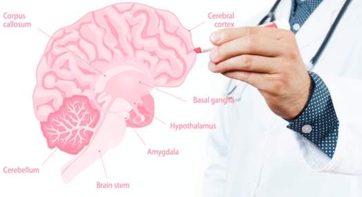 Doctor and anatomy of human brain